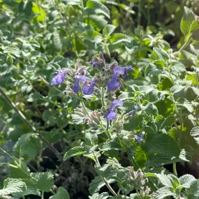 Nepeta x faassenii 'Nana'